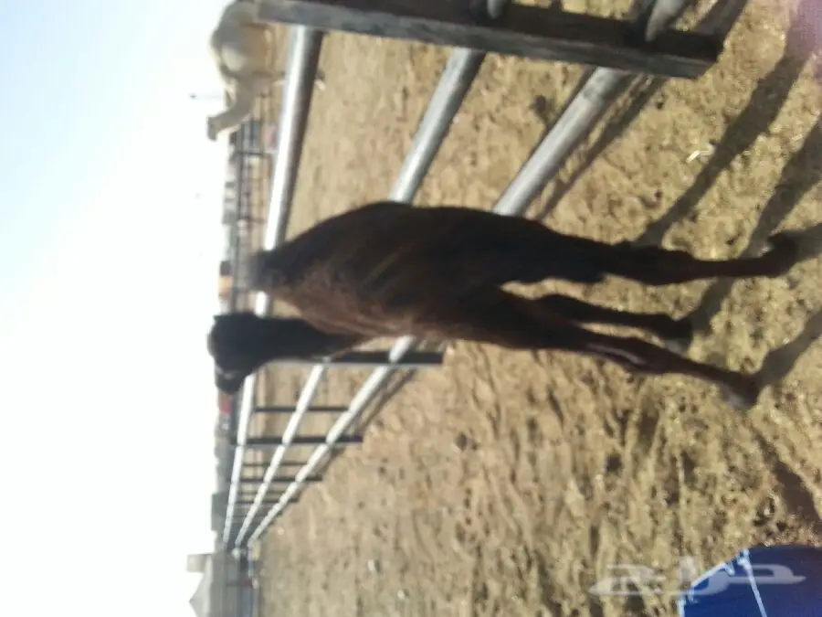 قطة صغيرة للبيع - الرياض