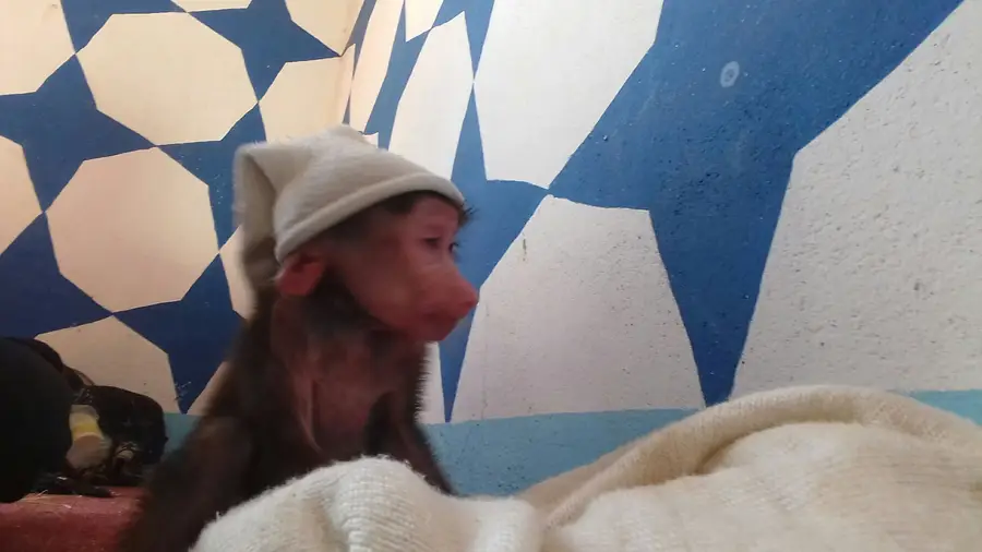 إعلان جذاب ومختصر (image 5)