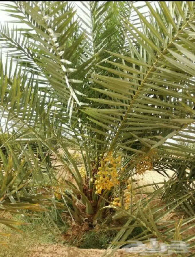 نخيل مثمر على الشرط  (image 1)