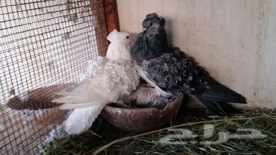 حمام فاخر للبيع - مجموعة كاملة! (image 6)