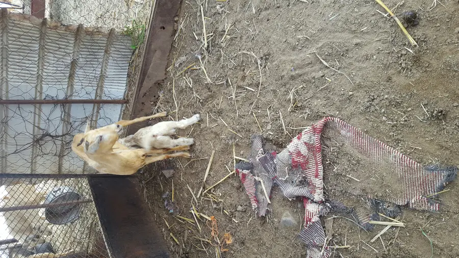 فرصة استثمارية مميزة: ماصات (4 ماصات) - فرصة لا تُفوّت! (image 3)