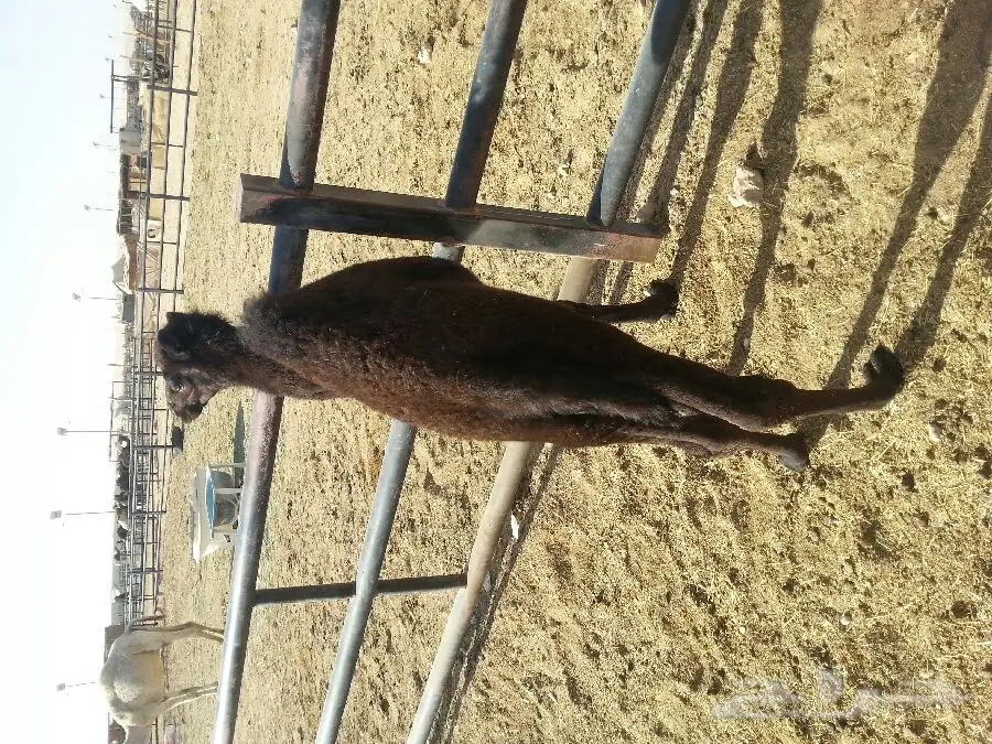 قطة صغيرة للبيع - الرياض (image 3)