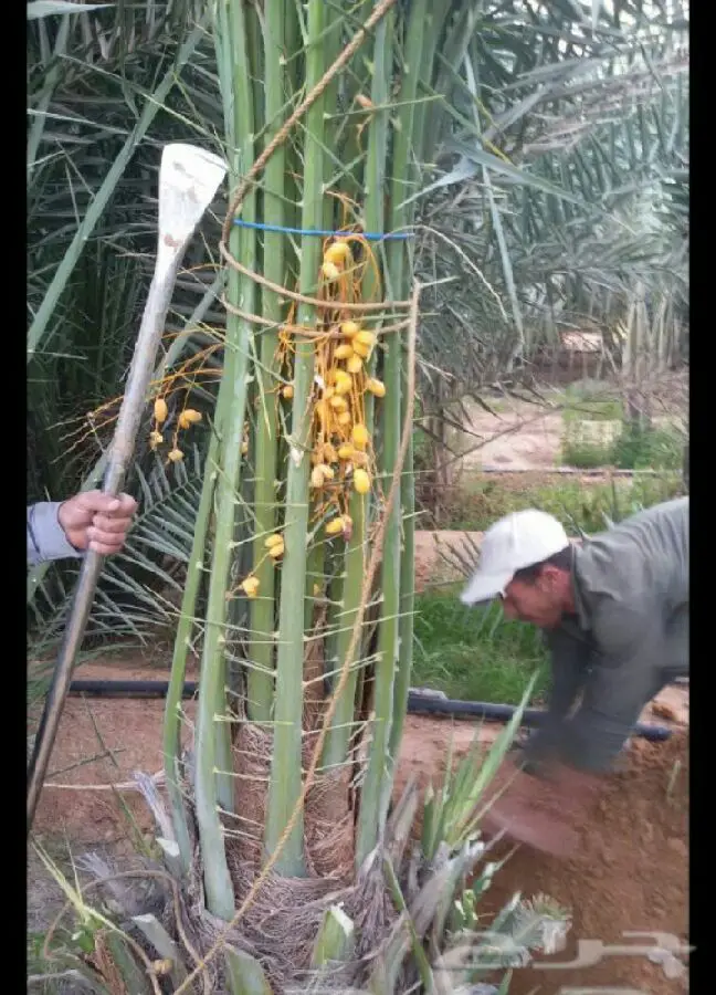 نخيل مثمر على الشرط  (image 3)