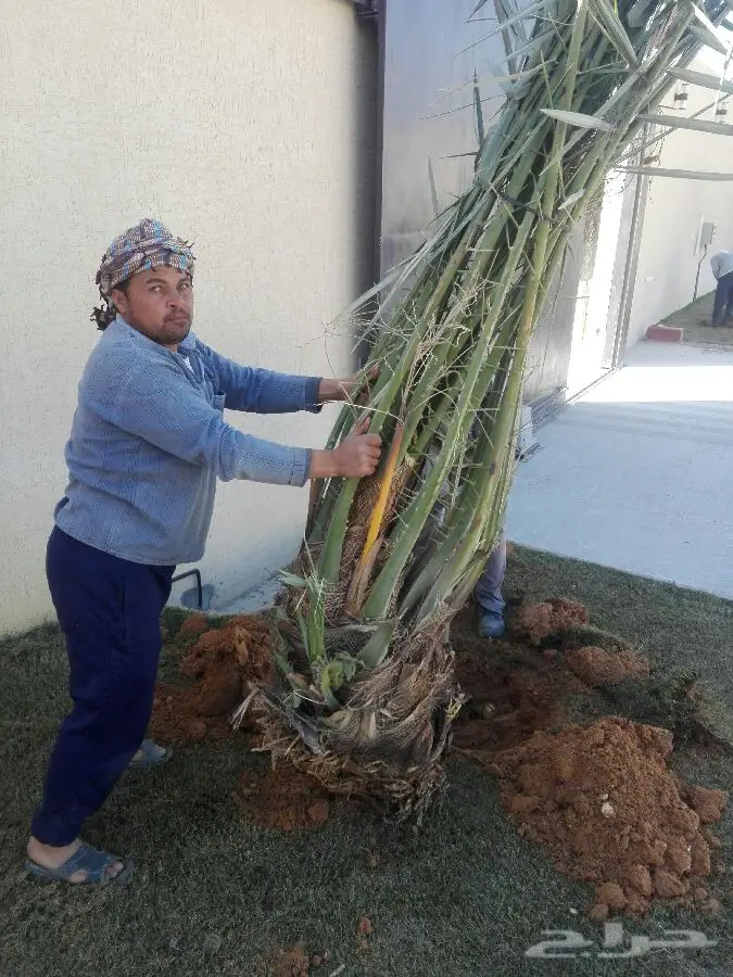 نخيل فاخر للبيع - أنواع متعددة! (image 4)