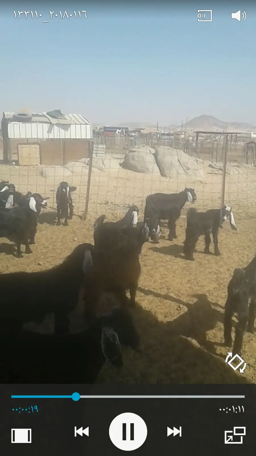 للبيع: أبقار حلوب مميزة - مكة المكرمة (image 1)