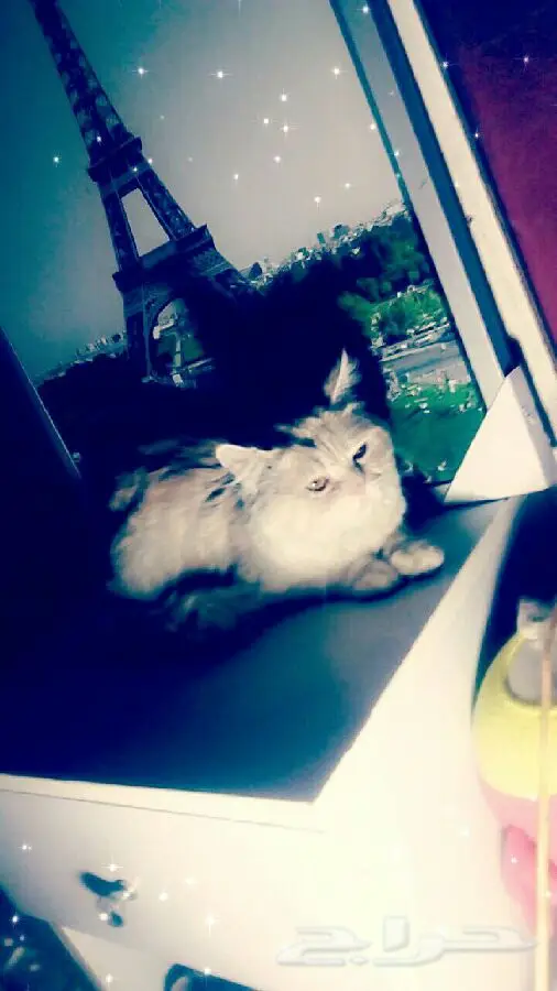 قطط رائعة للبيع - أنواع مختلفة! (image 5)