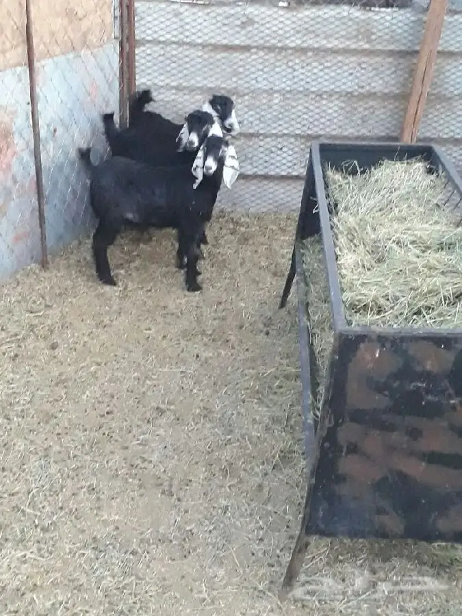 3 اجفار للبيع (image 4)