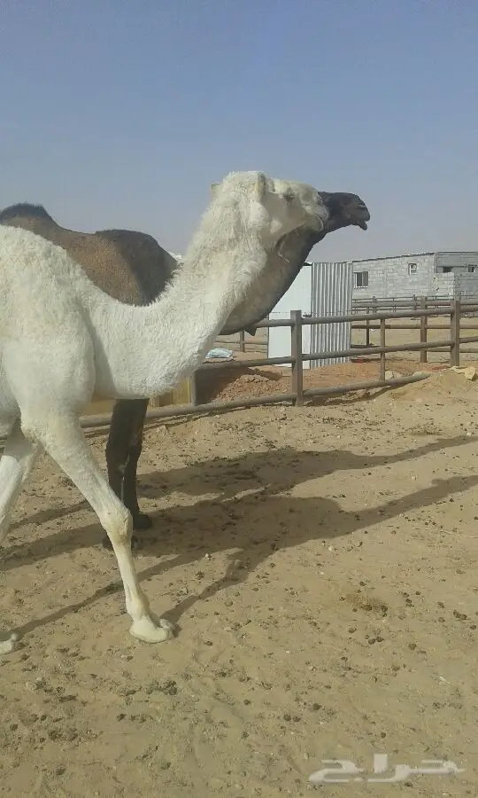 بكره رباع ومعشرصفري على بعير طيب ومنتج والناق