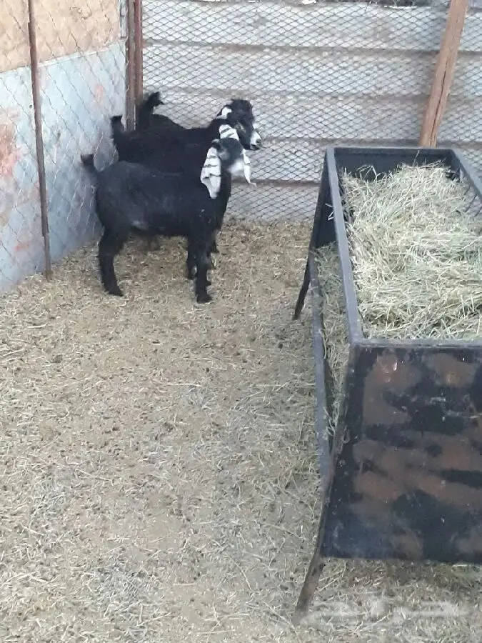 3 اجفار للبيع (image 3)