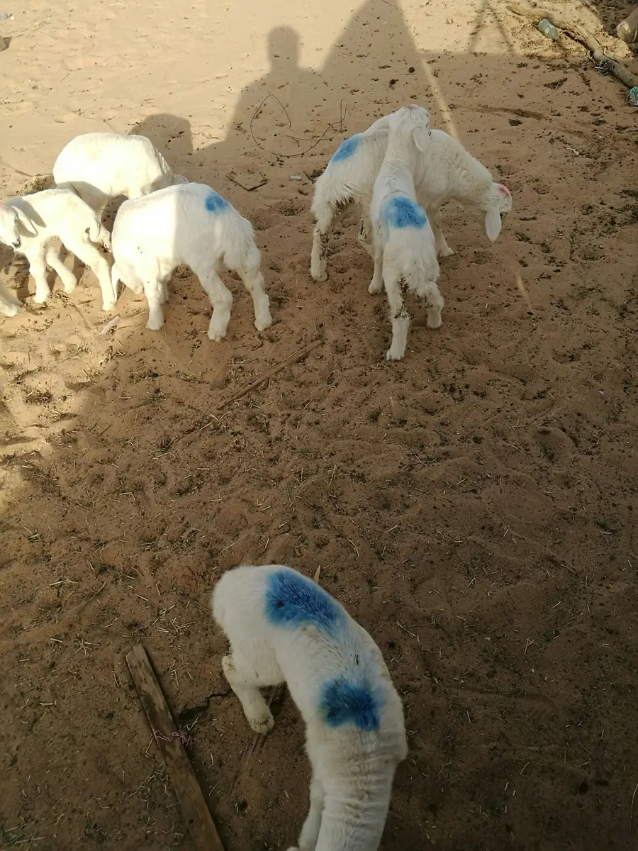 للبيع: دواخير وحيوانات (نعيم، حري، تيوس) - فرصة لا تُفوّت! (image 6)