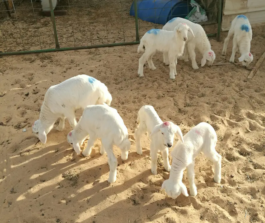 للبيع: دواخير وحيوانات (نعيم، حري، تيوس) - فرصة لا تُفوّت! (image 10)