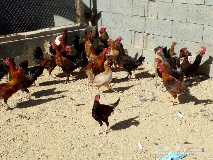 دجاج بياض مميز - بريدة