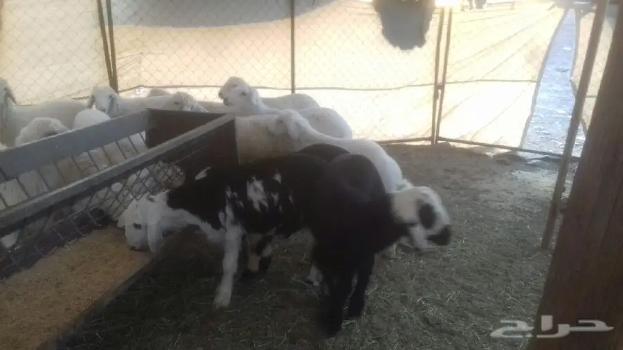 قطة مصرية بيضاء رائعة - فرصة لا تُفوّت! (image 2)