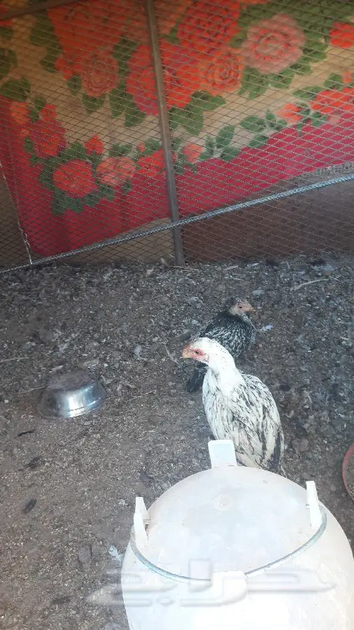 دجاج فارسي أصيل - فرصة ذهبية! (image 6)