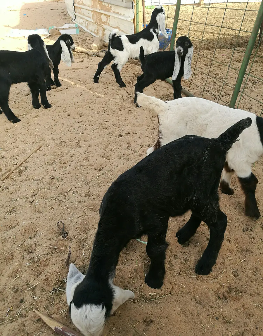 للبيع: دواخير وحيوانات (نعيم، حري، تيوس) - فرصة لا تُفوّت! (image 15)