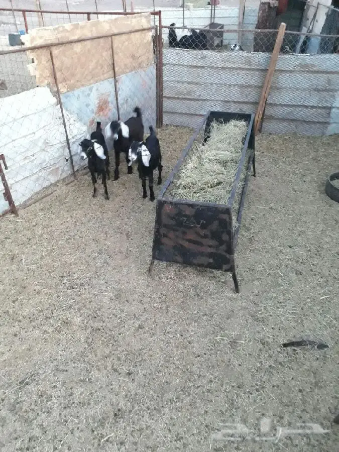 3 اجفار للبيع (image 2)