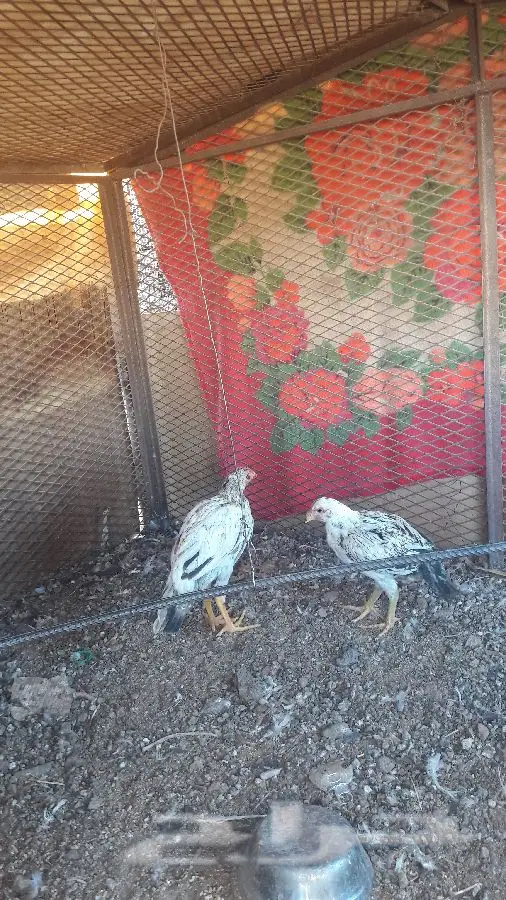 دجاج فارسي أصيل - فرصة ذهبية! (image 1)