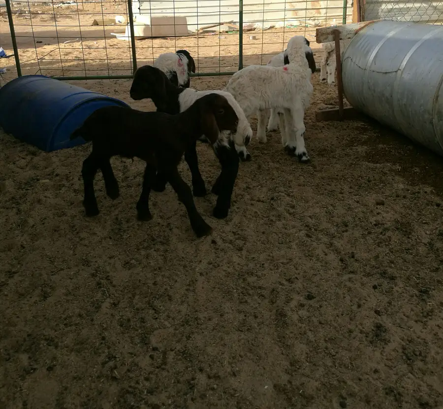 للبيع: دواخير وحيوانات (نعيم، حري، تيوس) - فرصة لا تُفوّت! (image 1)