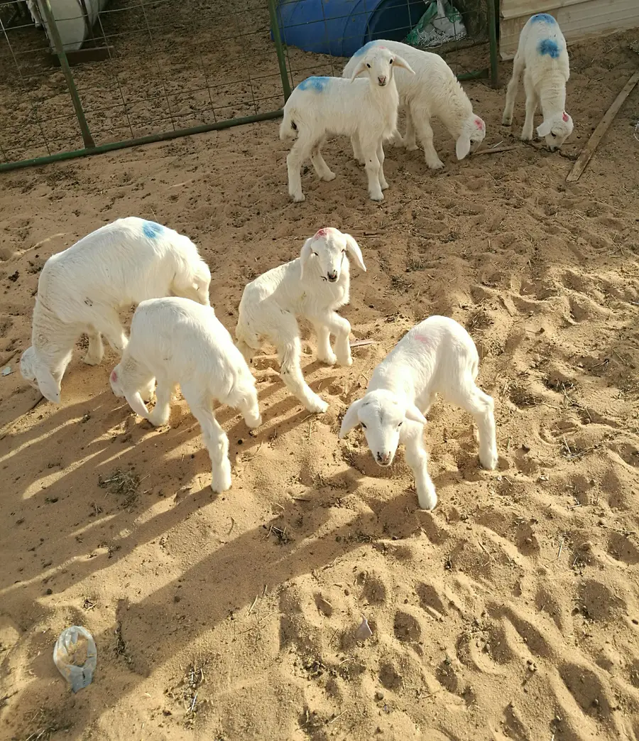 للبيع: دواخير وحيوانات (نعيم، حري، تيوس) - فرصة لا تُفوّت! (image 7)