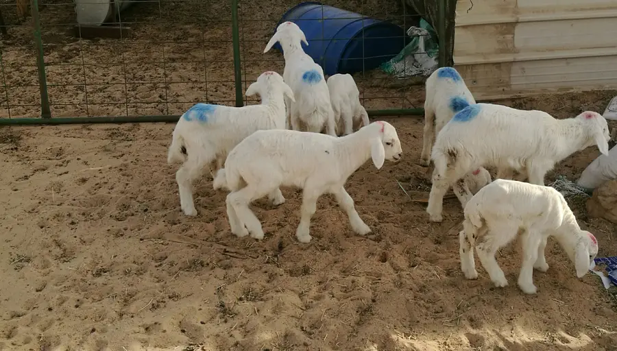 للبيع: دواخير وحيوانات (نعيم، حري، تيوس) - فرصة لا تُفوّت! (image 11)