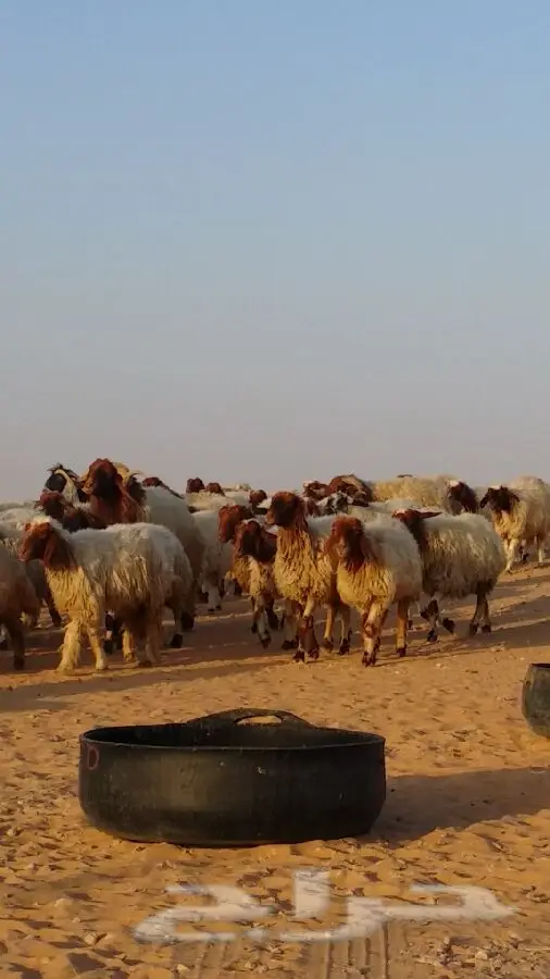 للبيع: غنم نعيم عالي الجودة - فرصة لا تُفوّت! (image 3)