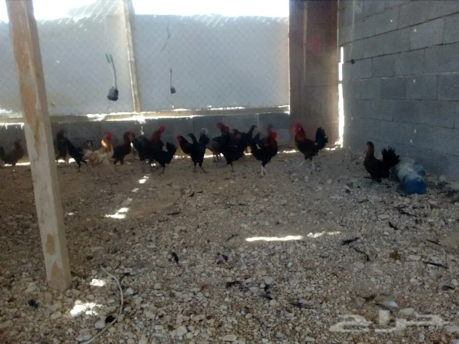 دجاج بياض مميز - بريدة (image 3)