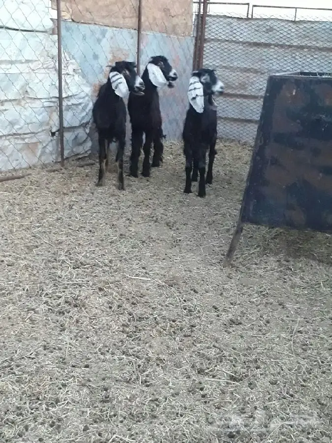 3 اجفار للبيع