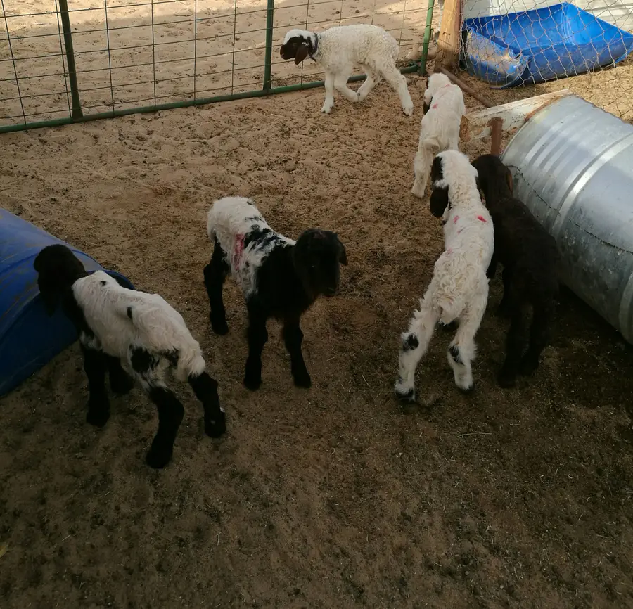 للبيع: دواخير وحيوانات (نعيم، حري، تيوس) - فرصة لا تُفوّت! (image 3)