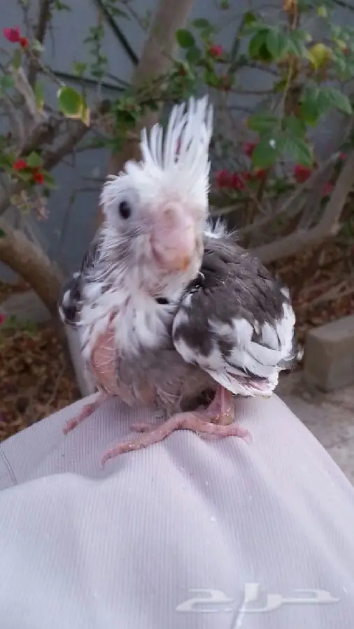 فرخ كروان هولندي فرخ نادر - فرصة لا تُفوت! (image 2)