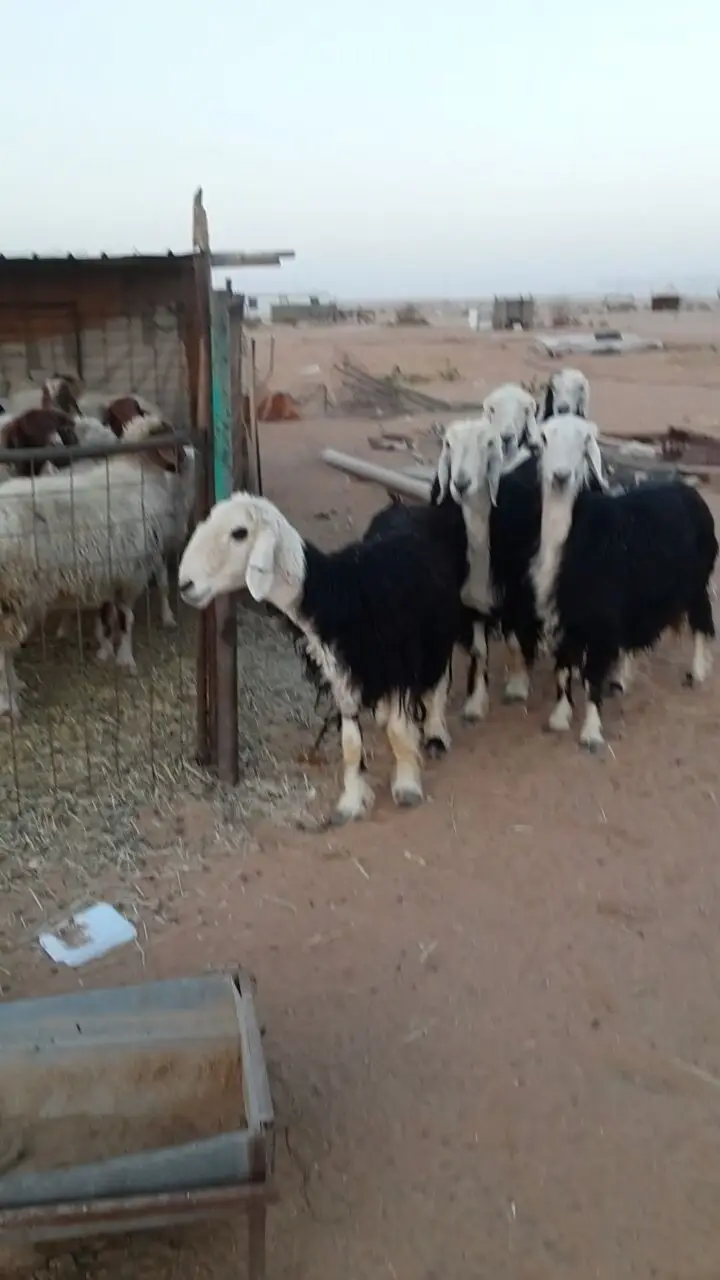 خمس شياه نجد - فرصة ذهبية! (image 4)