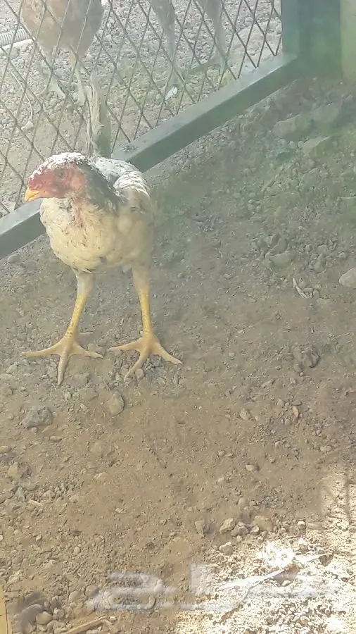 دجاج فارسي أصيل - فرصة ذهبية! (image 8)