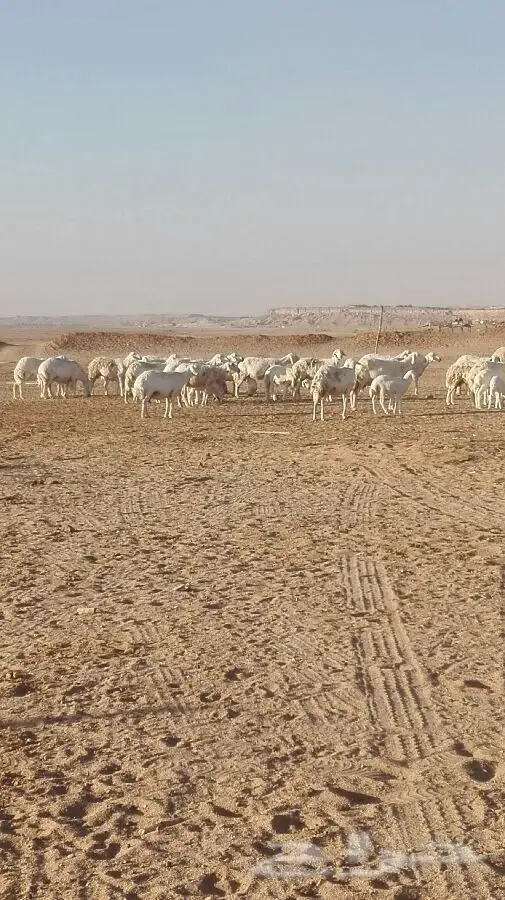 غنم حريات للبيع مهلة (image 1)