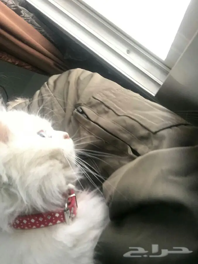 لبيع قطه فرنسيه بيضاء الون لعوبه ونظيفه  (image 2)