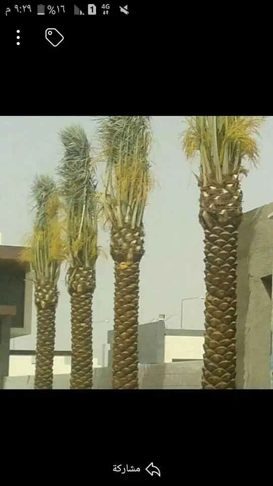 نخل لبيع موصل الى اي مكان نخل مضمون اي نوع (image 6)