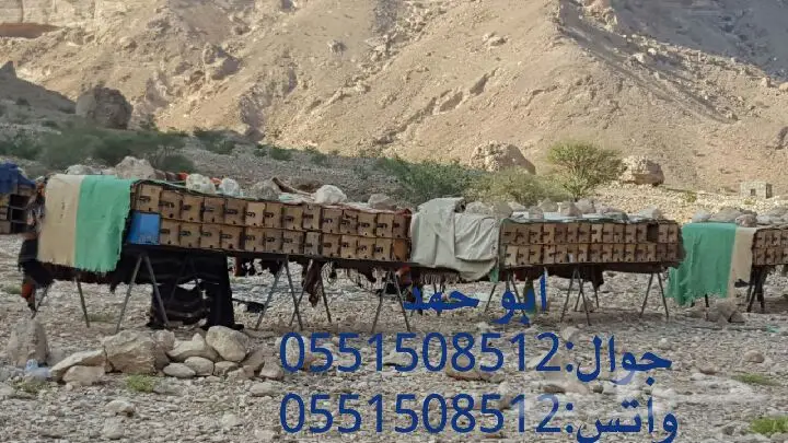 عسل سدر حضرمي دوعني أصلي 1439 - جودة وذمة (image 55)