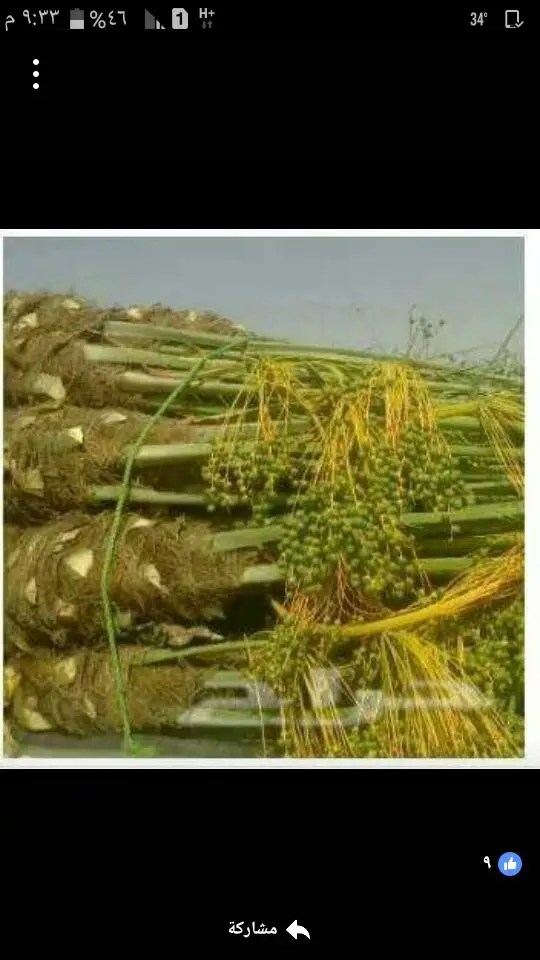 نخل لبيع موصل الى اي مكان نخل مضمون اي نوع (image 8)