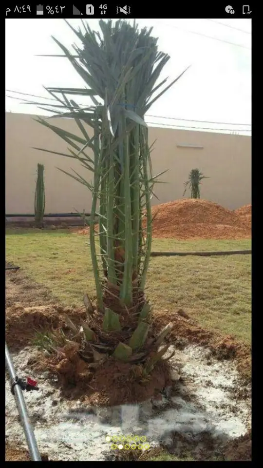 نخل لبيع موصل الى اي مكان نخل مضمون اي نوع