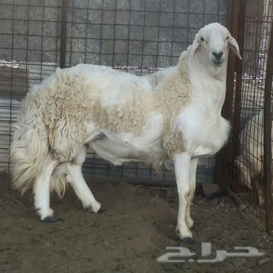 فحل سمين وصاحب شخصية قوية - للبيع}