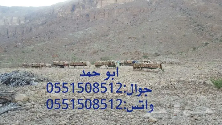 عسل سدر حضرمي دوعني أصلي 1439 - جودة وذمة (image 48)