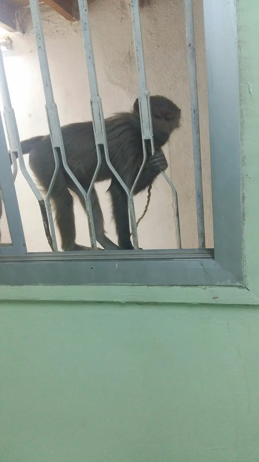 قطة صغيرة لوف - عمر 6 أشهر