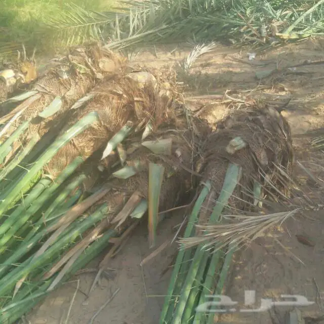 فسائل اخلاص - فرصة ذهبية! (image 3)