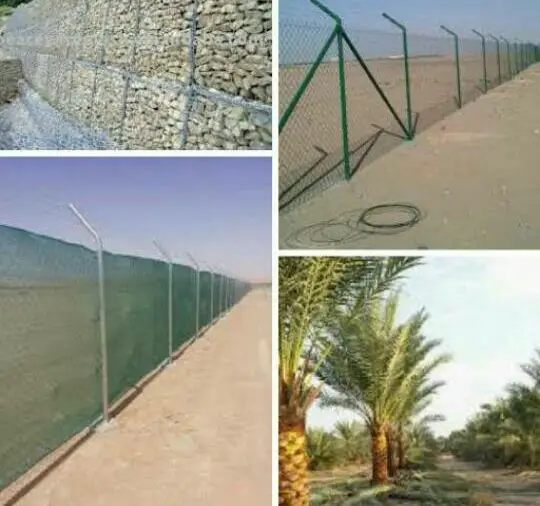 نخل لبيع موصل الى اي مكان نخل مضمون اي نوع (image 1)