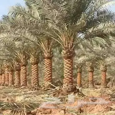 فسائل اخلاص - فرصة ذهبية!