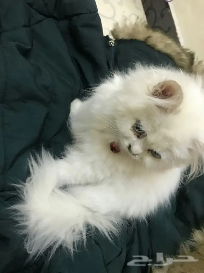 لبيع قطه فرنسيه بيضاء الون لعوبه ونظيفه 