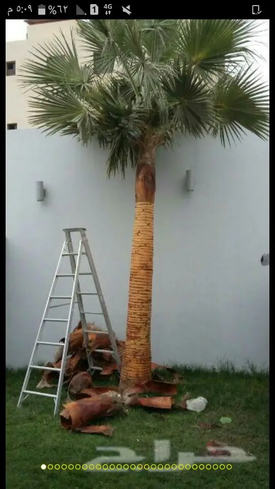 نخل لبيع موصل الى اي مكان نخل مضمون اي نوع (image 5)