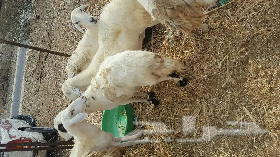 سيارة 730 - 730 مع فديول - حالة ممتازة (image 5)