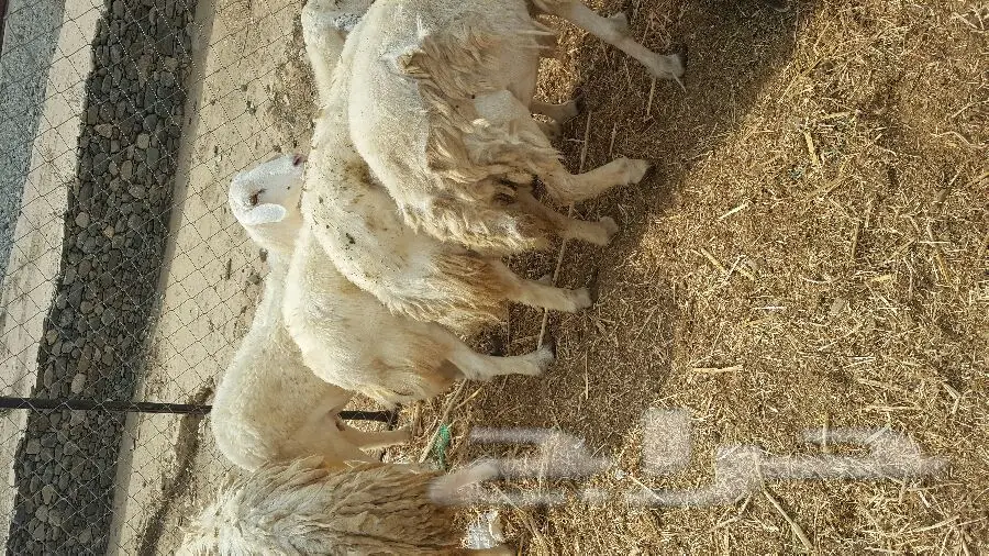 سيارة 730 - 730 مع فديول - حالة ممتازة (image 1)