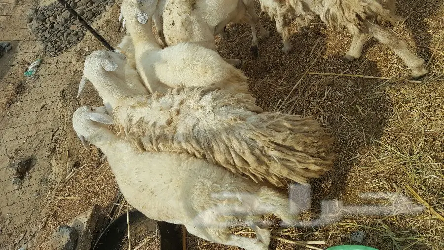 سيارة 730 - 730 مع فديول - حالة ممتازة (image 6)