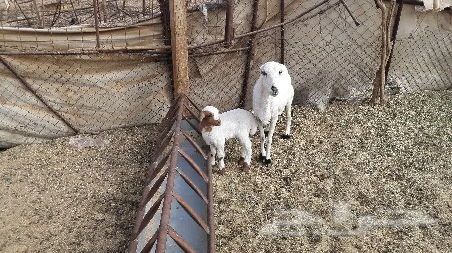 خنازير رغايث ممتازة للبيع - الخرج والرفيديه والنعيميه (image 2)