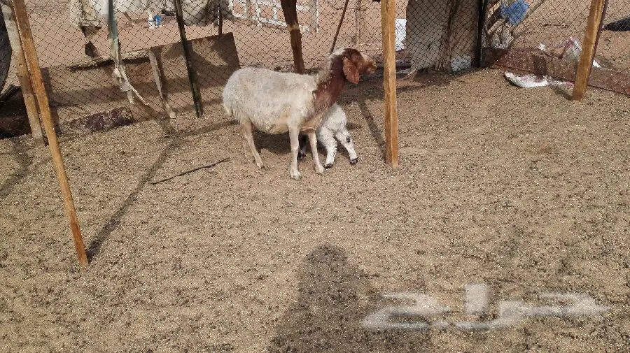 خنازير رغايث ممتازة للبيع - الخرج والرفيديه والنعيميه (image 1)